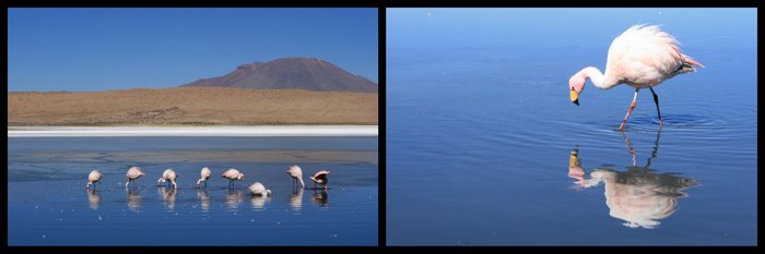 Bolivie Salar Uyuni Lagune Flamants Roses Ekla