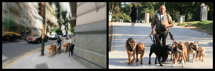Argentine Buenos Aires Recoleta pasea perros Ekla