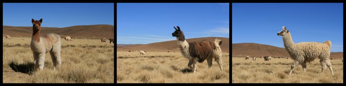 Bolivie Salar de Uyuni Lamas Ekla