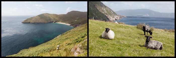 Achill Island Irlande Ekla mouton